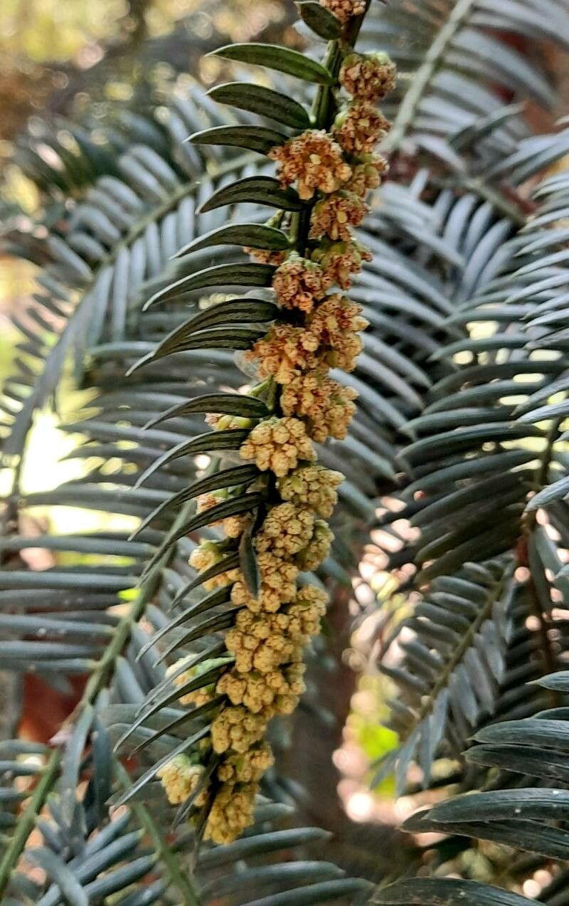 Cephalotaxus harringtonii flower
