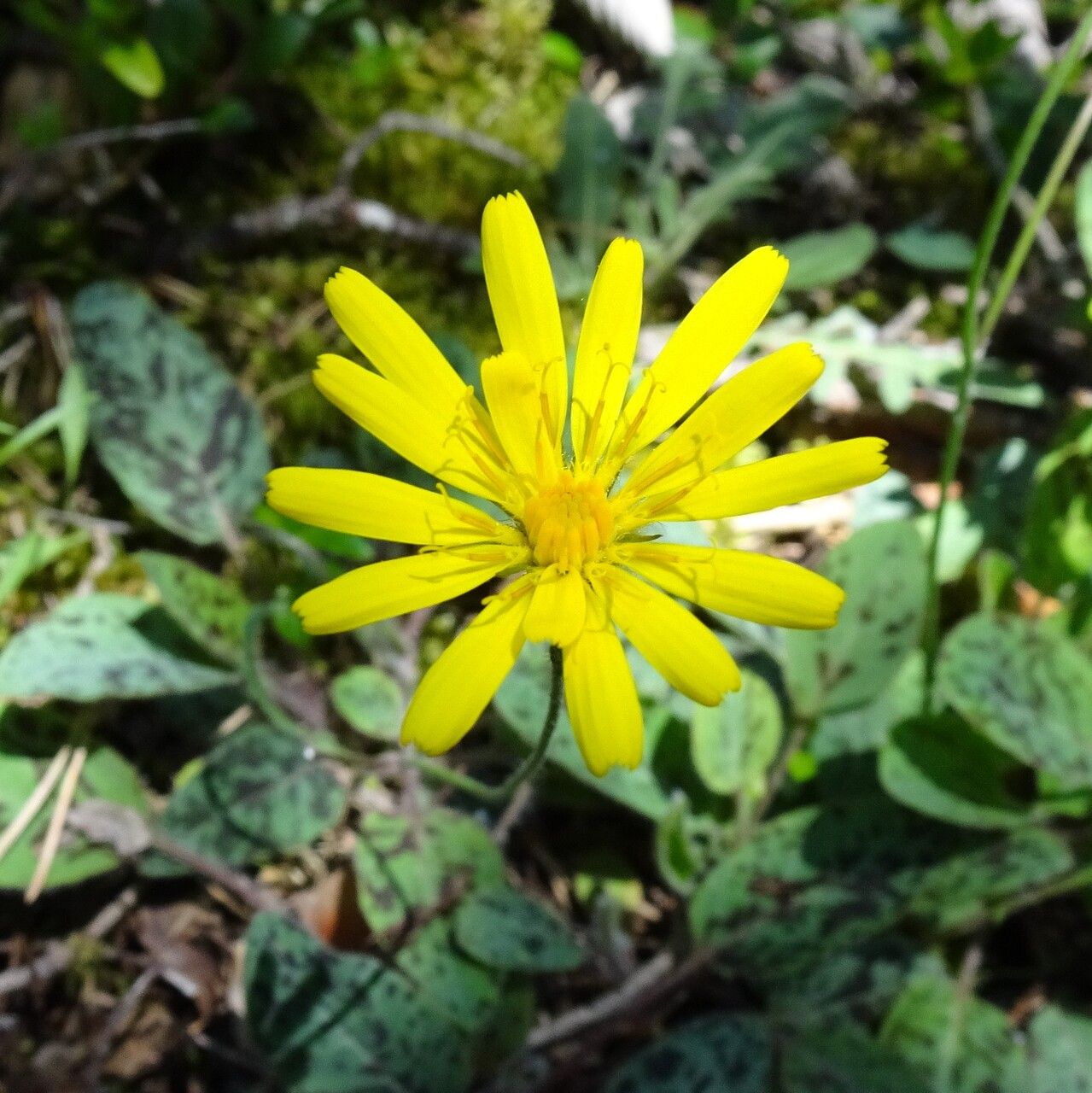 Hieracium maculatum flower