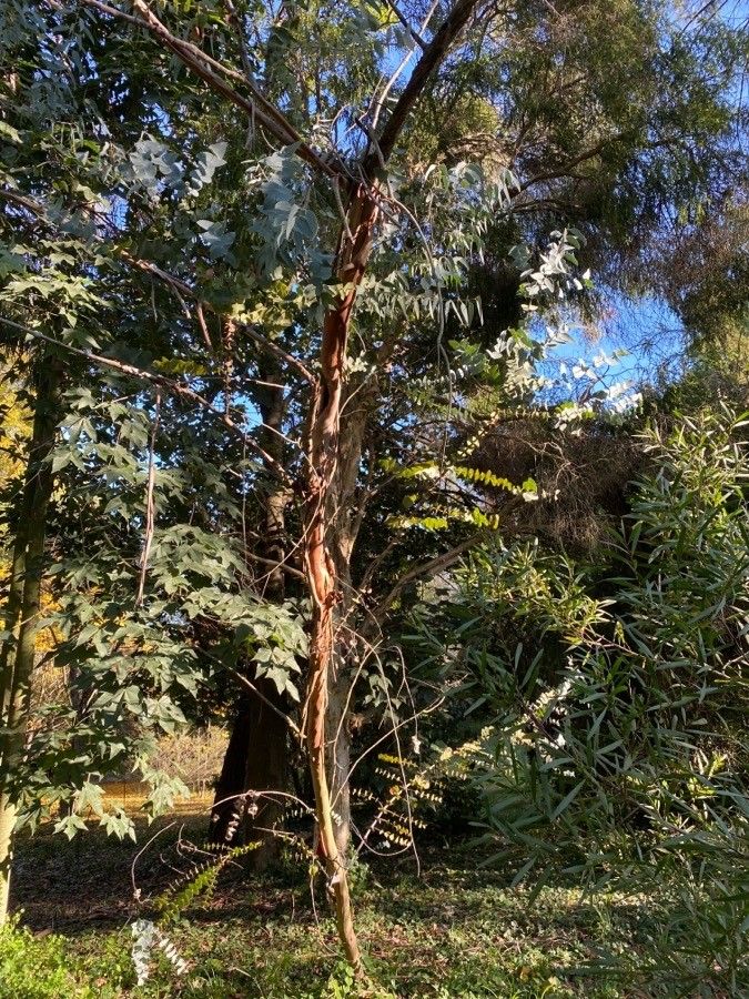 Eucalyptus perriniana habit