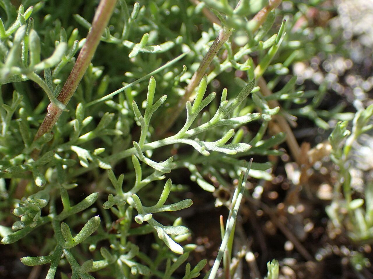 Anthemis cretica — search result for 'Poland'