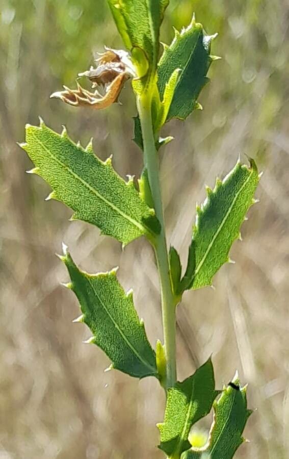 Grindelia brachystephana — related species from the same genus