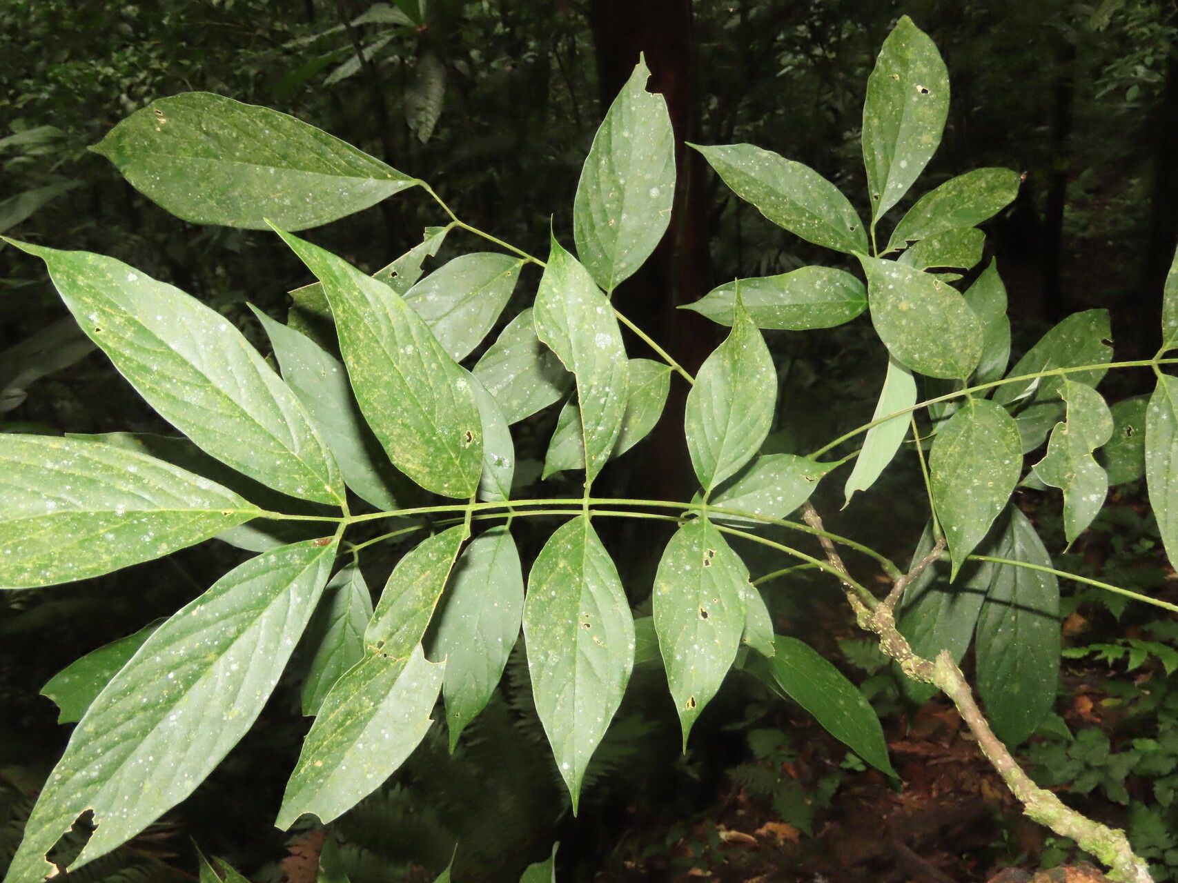 Lonchocarpus monteviridis — houseplant care guide