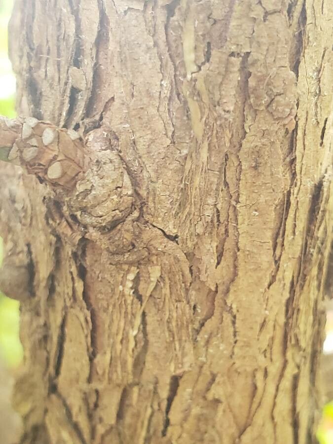 Podocarpus chinensis bark