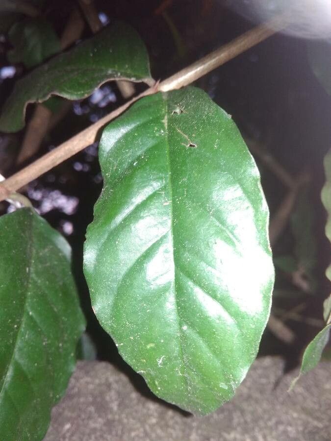 Rosenbergiodendron formosum leaf