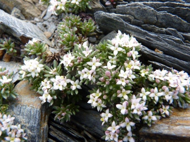 Galium cometorhizon habit