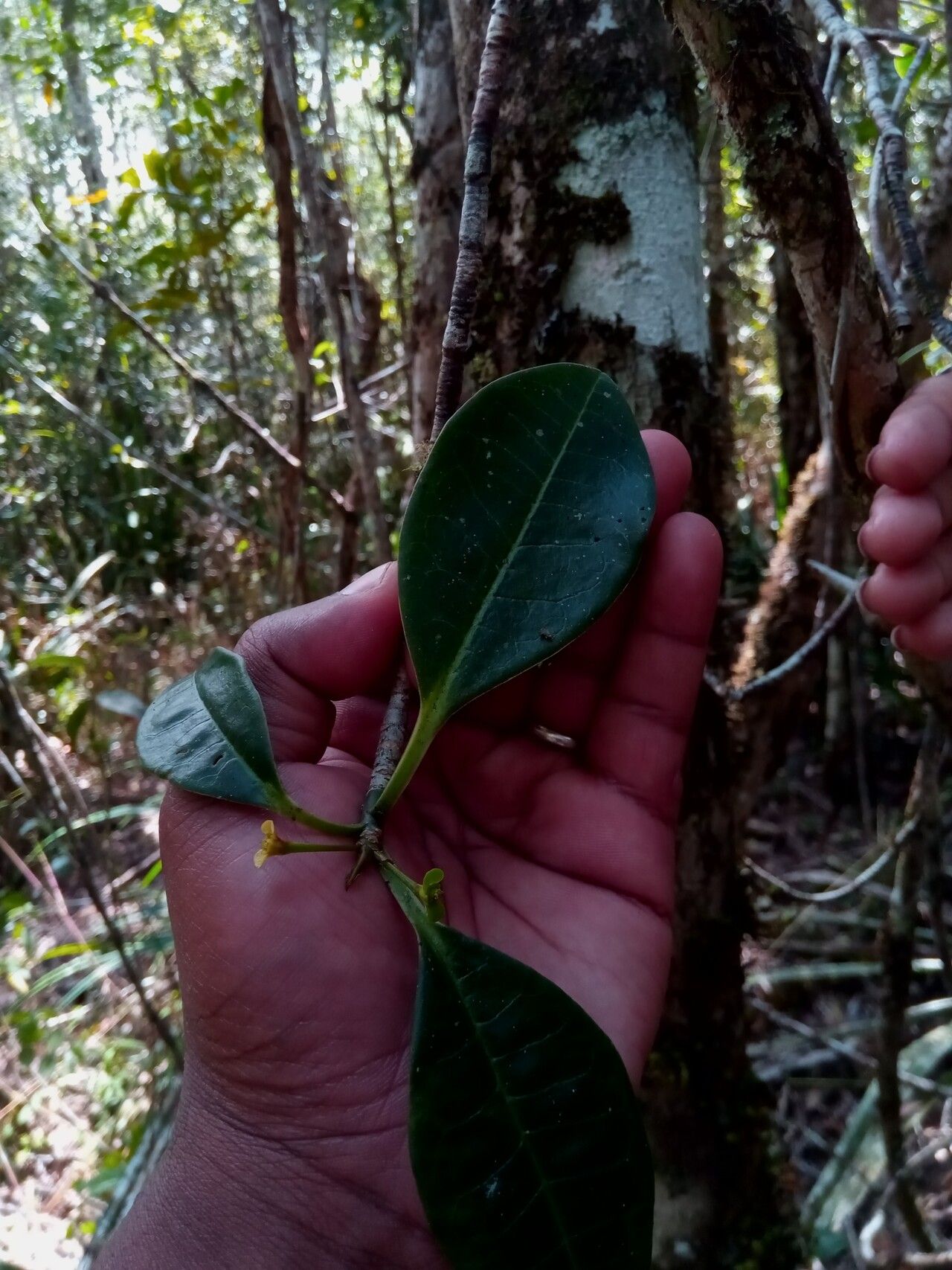 Euphorbia erythroxyloides leaf