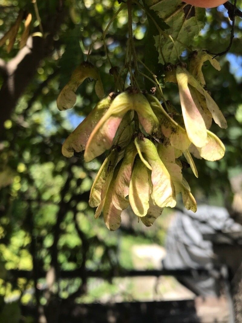 Acer ginnala fruit