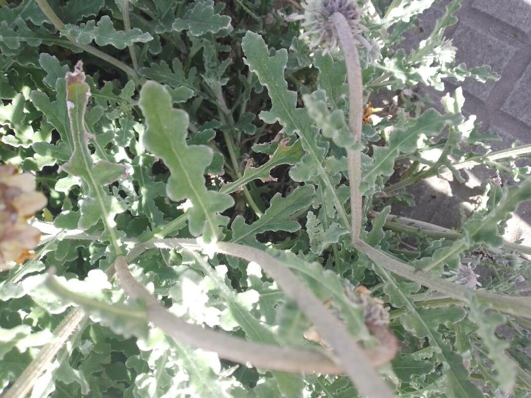 Arctotis acaulis leaf