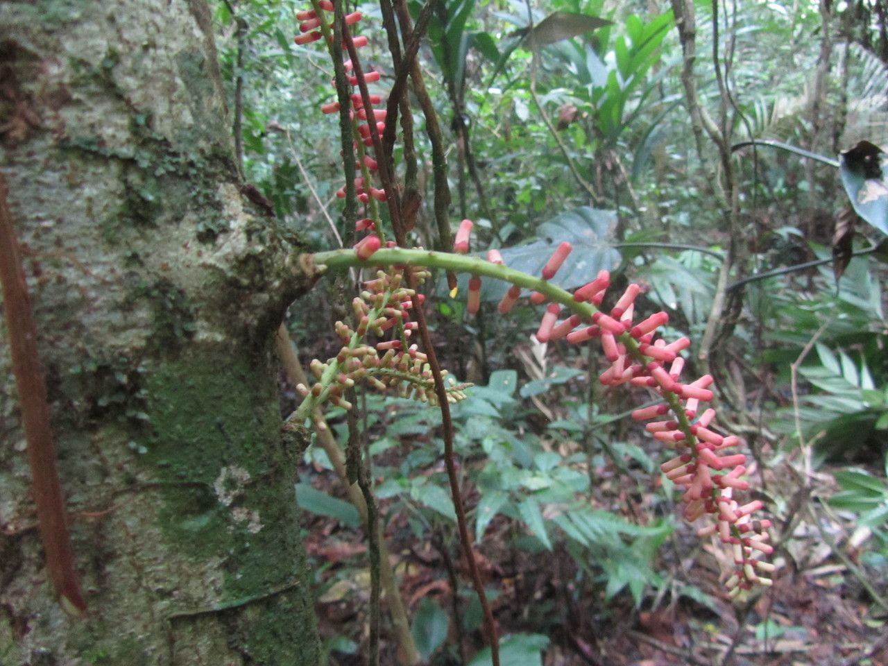 Guarea rhopalocarpa flower