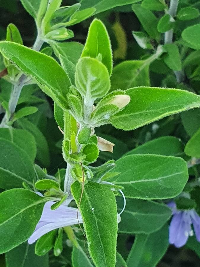 Barleria volkensii leaf