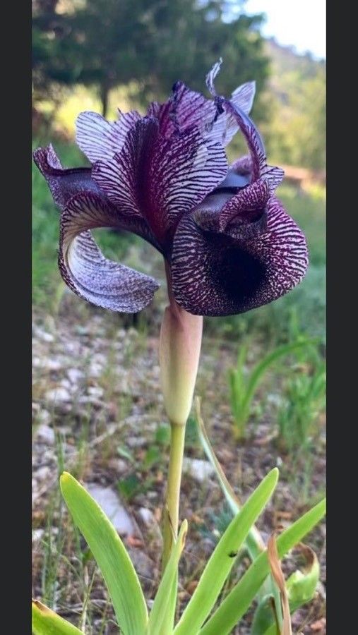 Iris hermona flower