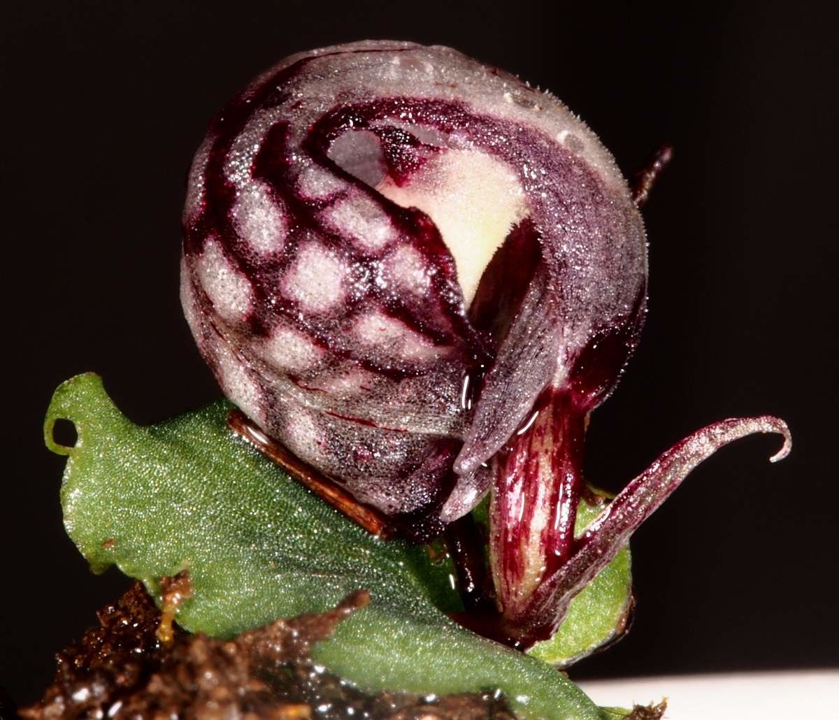 Corybas echinulus fruit