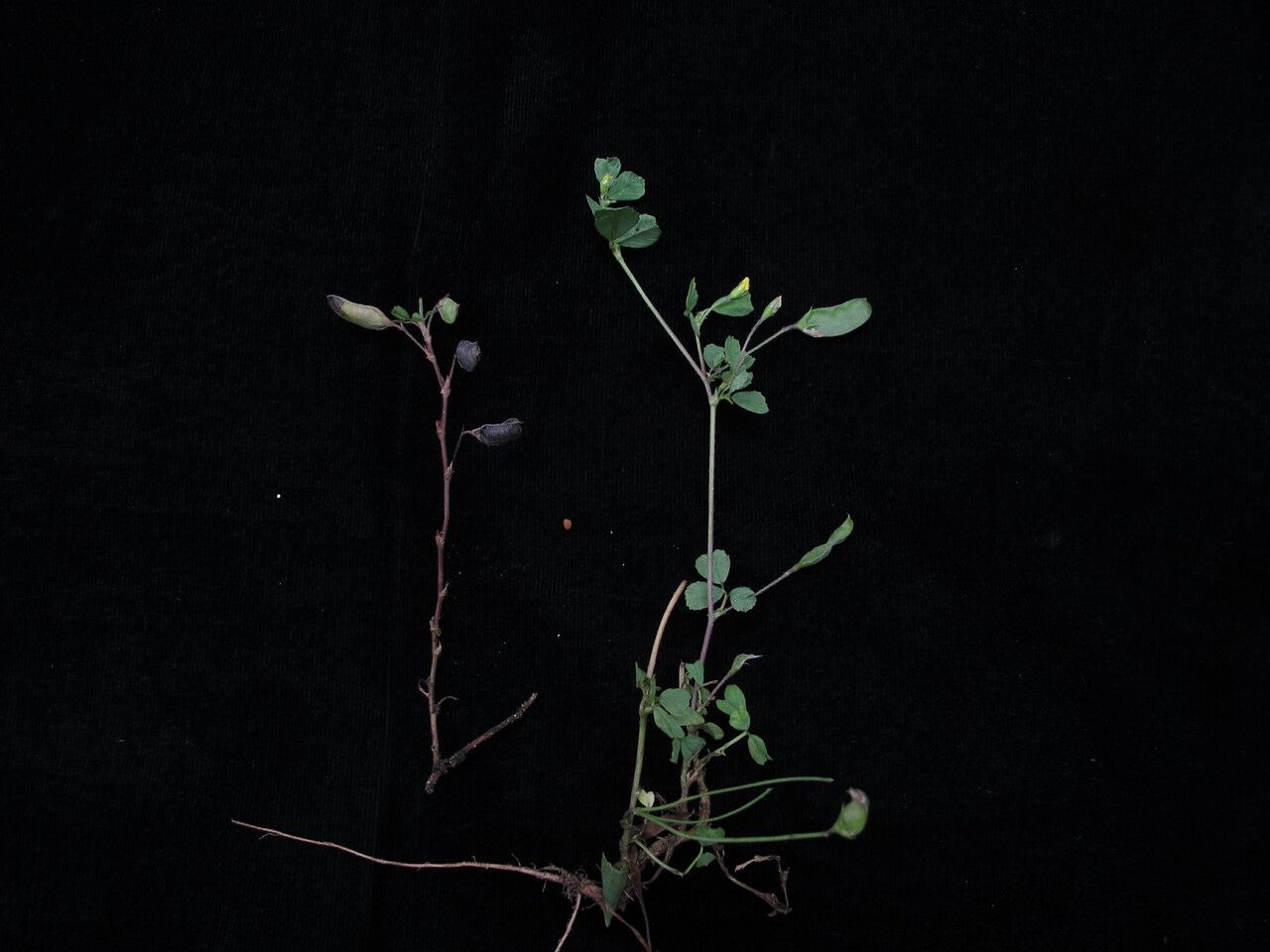Medicago edgeworthii — search result for 'Medicago'