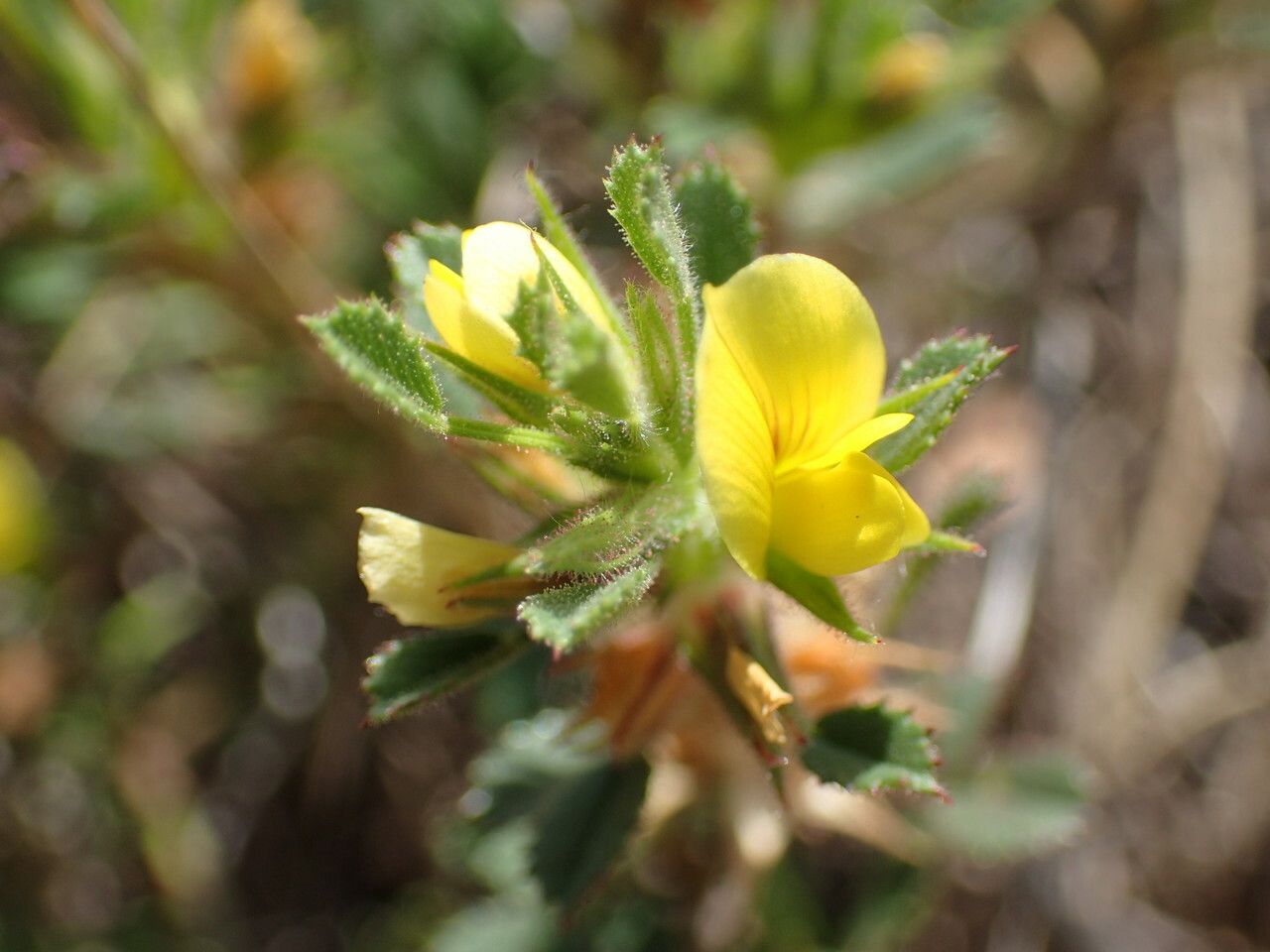 Ononis pusilla flower
