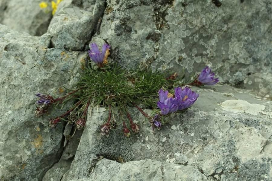 Edraianthus serbicus flower