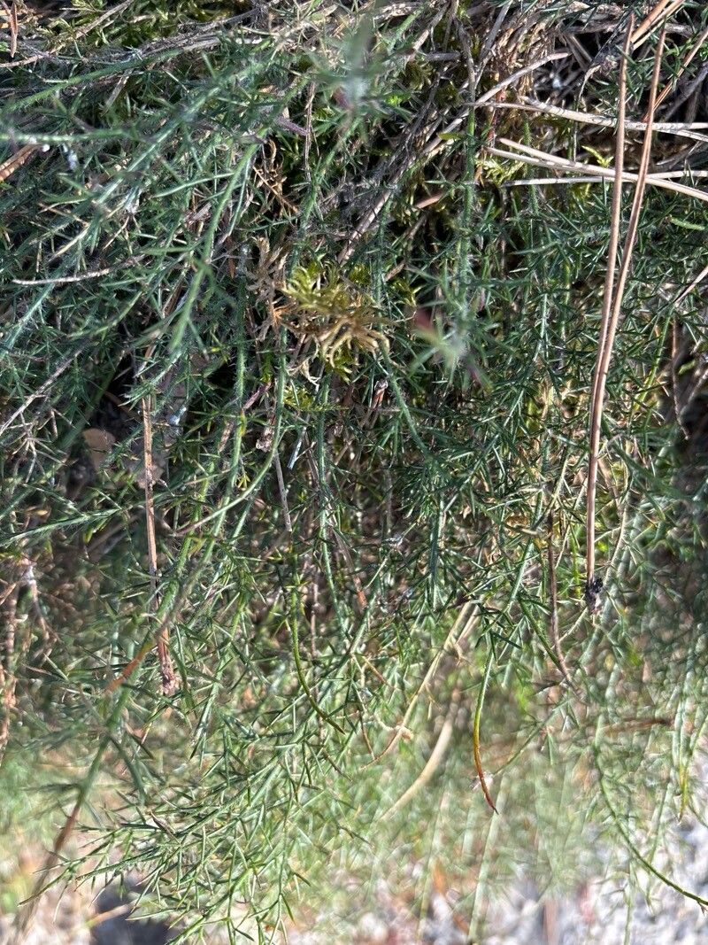 Genista sylvestris leaf