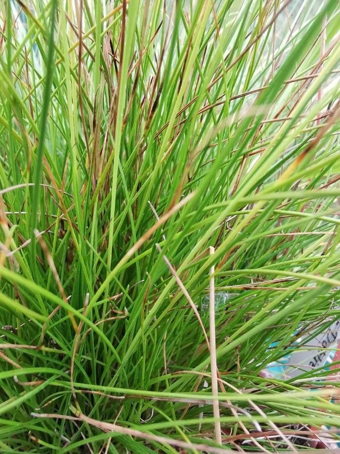 Carex pulicaris — houseplant care guide