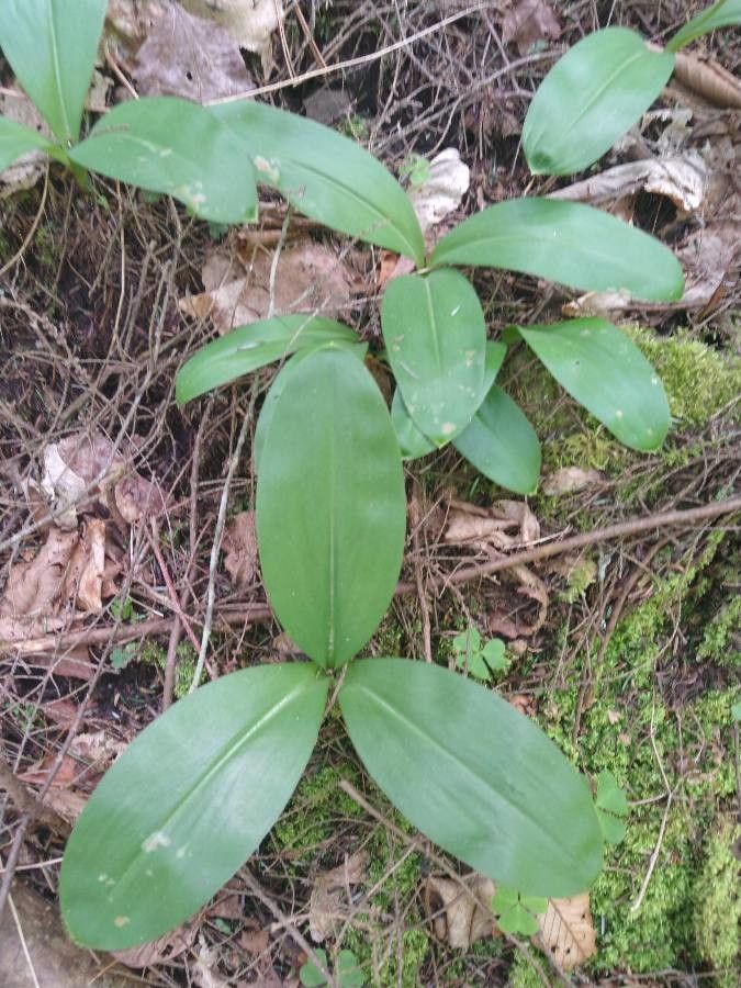 Clintonia umbellulata — search result for 'Liliaceae'