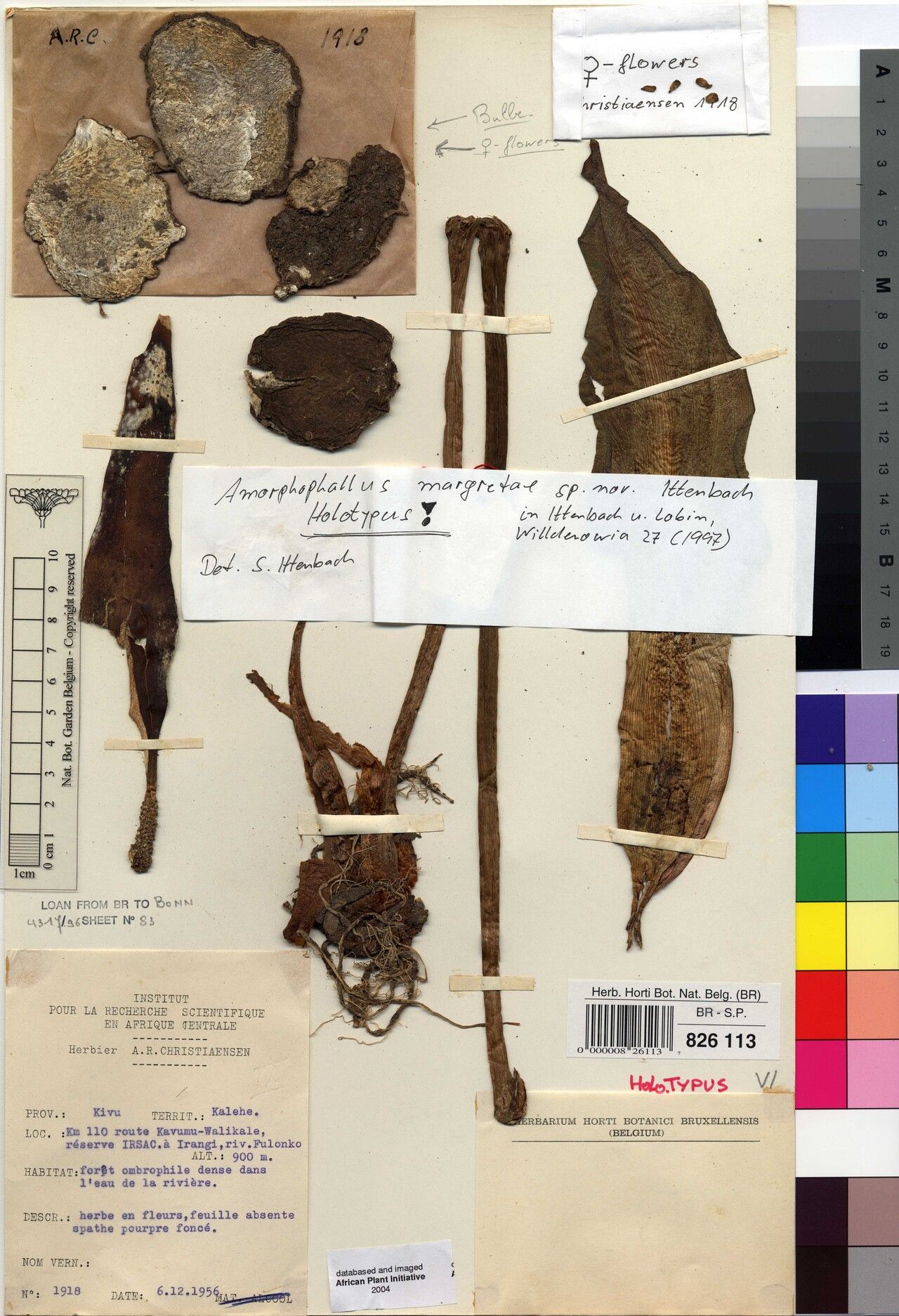 Amorphophallus margretae — search result for 'Amorphophallus'