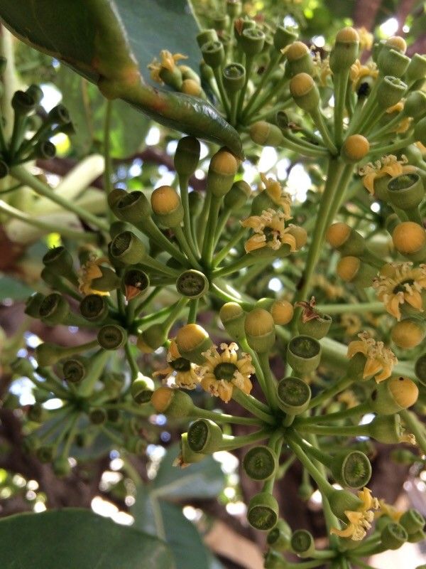 Polyscias cutispongia flower
