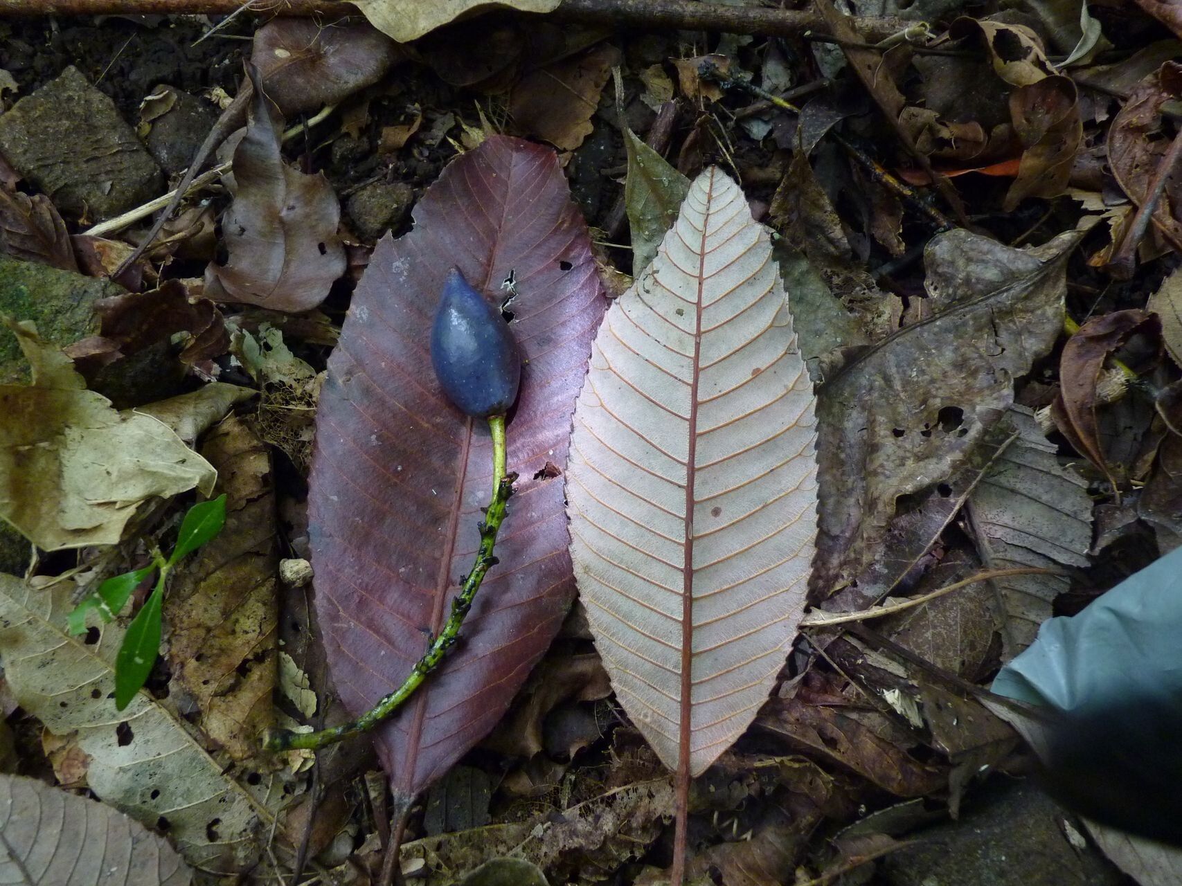 Elaeocarpus speciosus — houseplant care guide