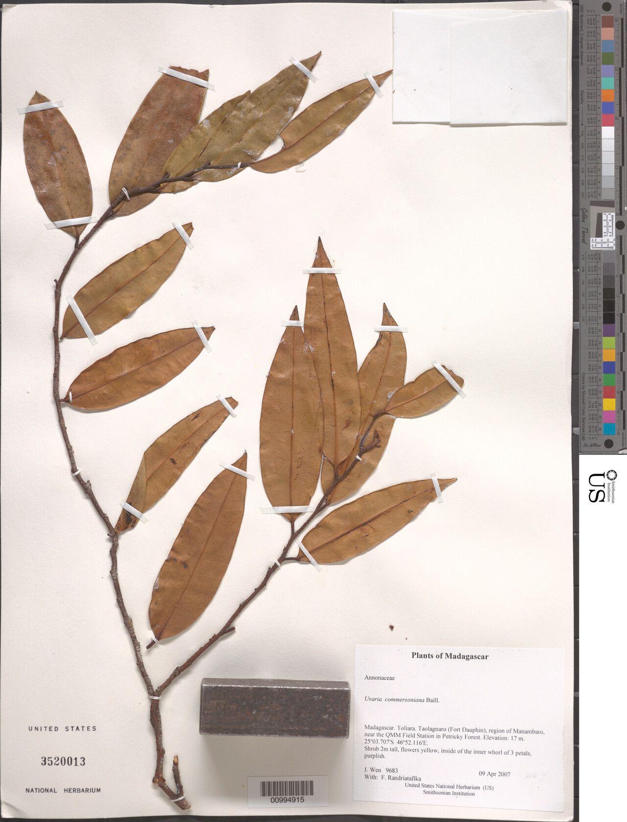 Uvaria commersoniana — houseplant care guide