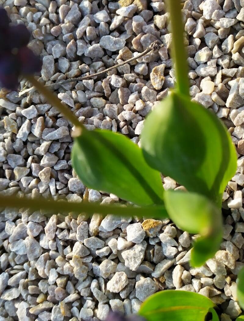 Muscari latifolium — search result for 'Muscari'