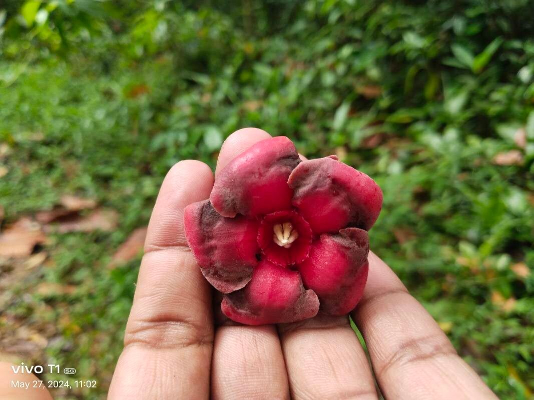 Wrightia coccinea flower