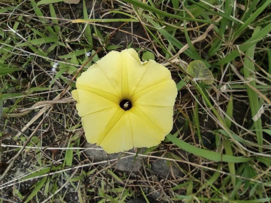 Ipomoea ochracea flower