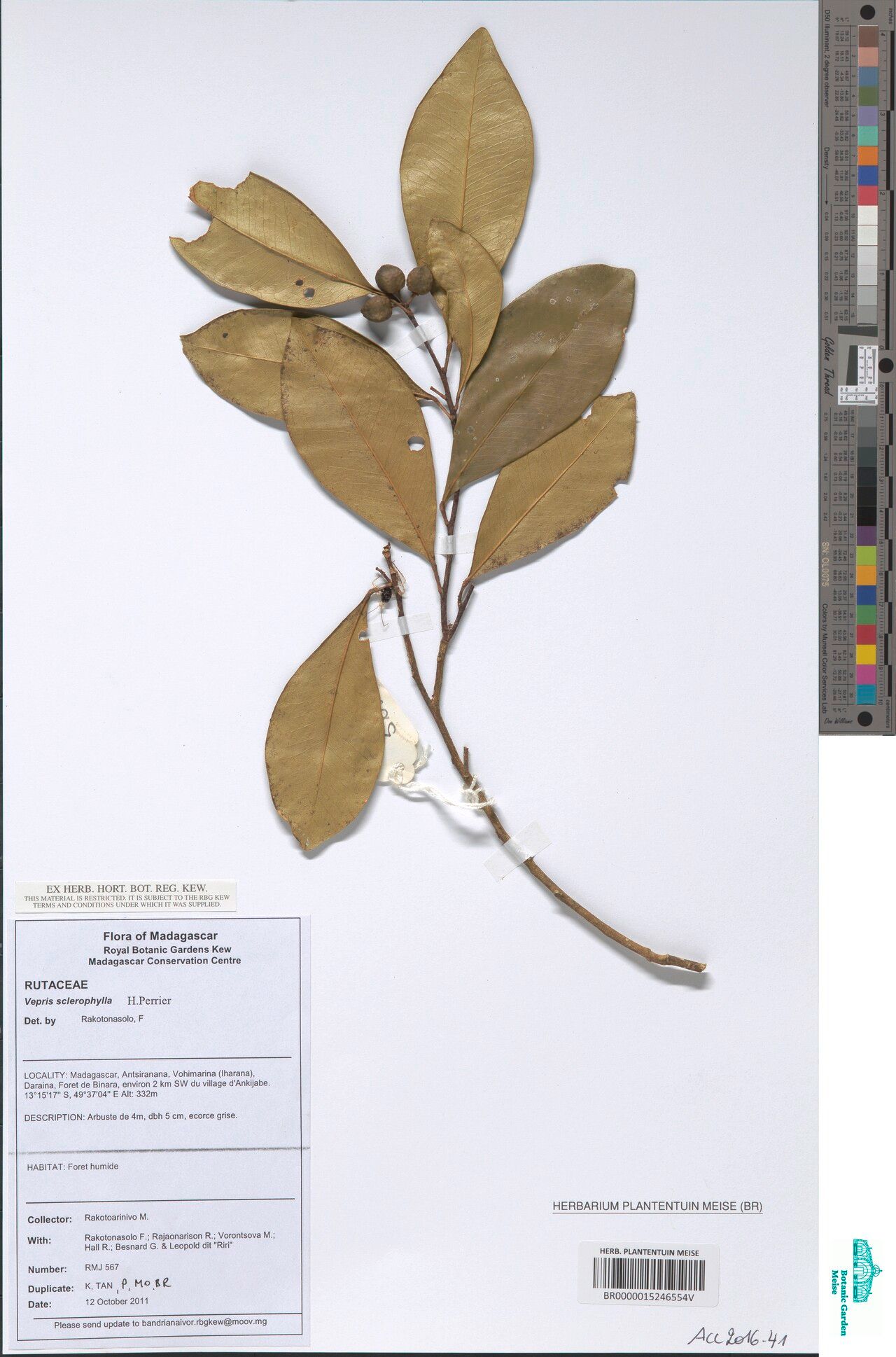 Vepris sclerophylla — search result for 'Vepris'