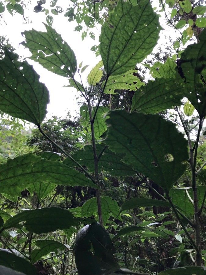 Malvaviscus palmanus — related species from the same genus