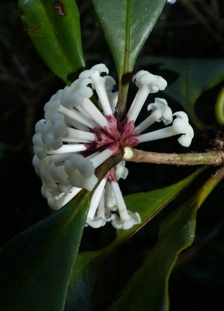 Pittosporum aliferum flower