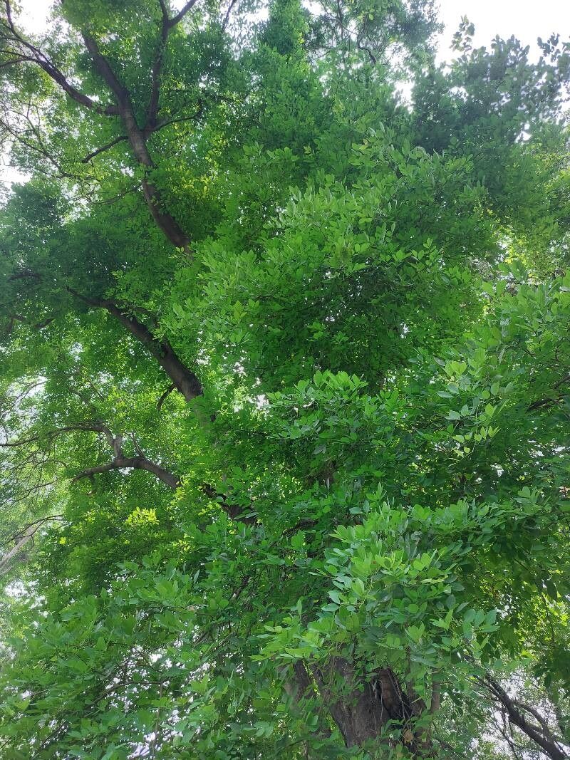 Millettia peguensis habit