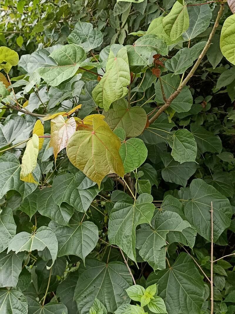 Firmiana colorata — large blooms houseplant