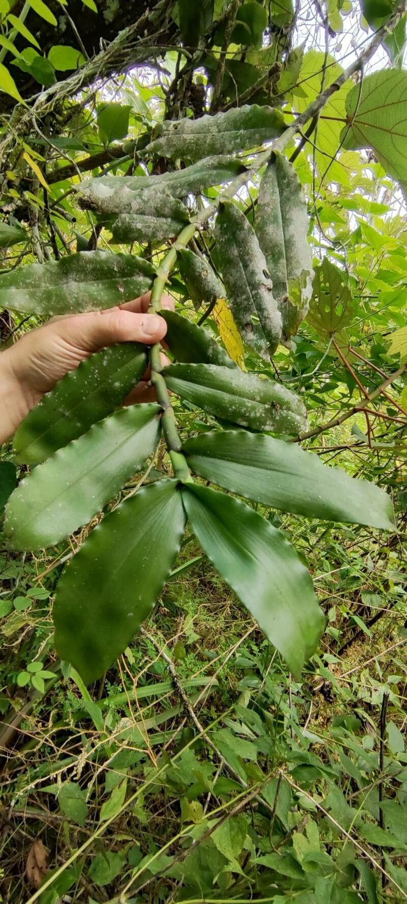Cyrtorchis monteiroae leaf