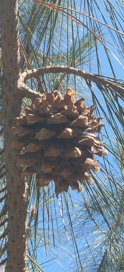 Pinus coulteri fruit