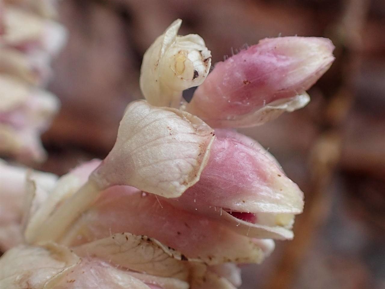 Lathraea squamaria fruit