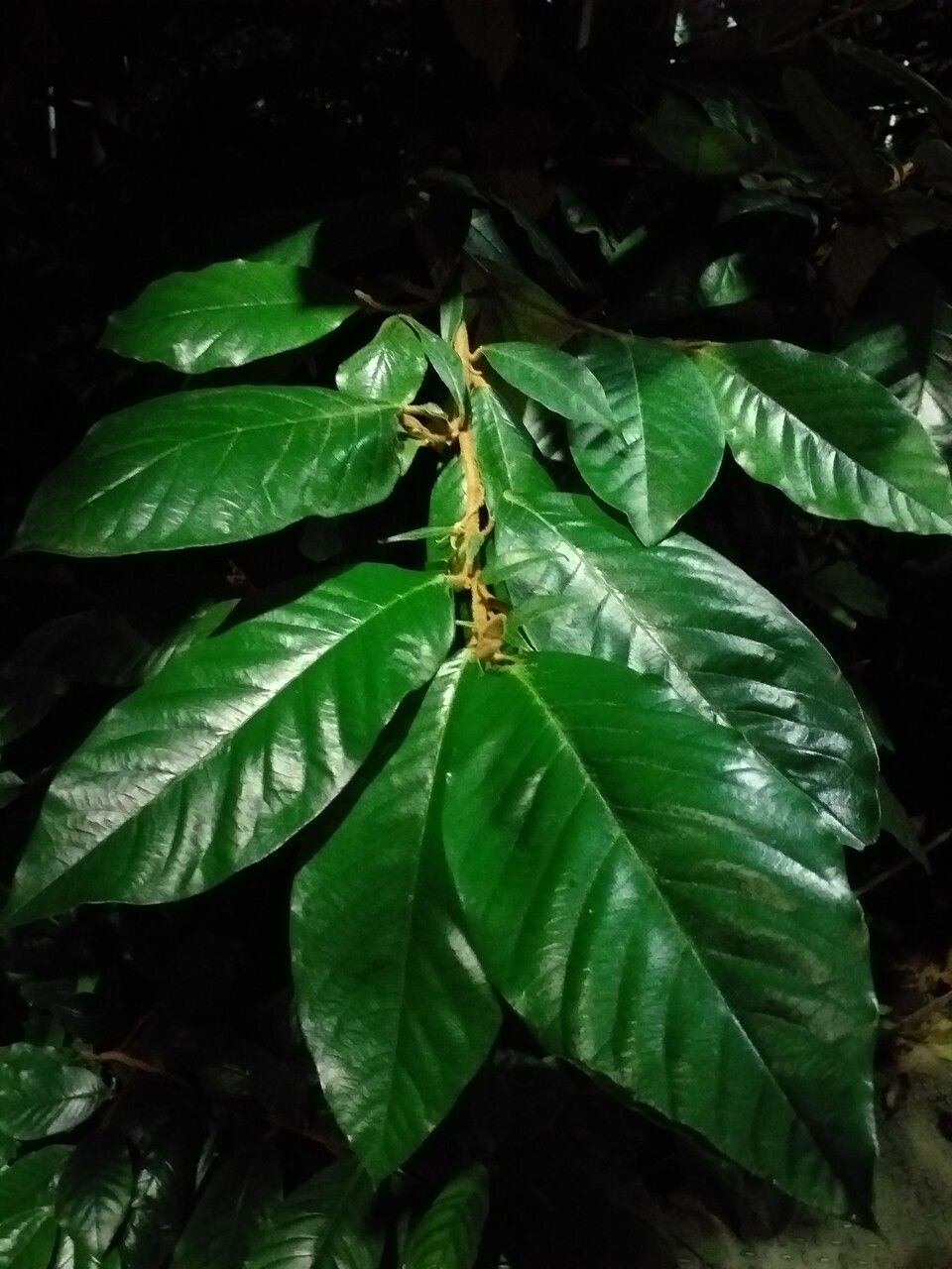 Trichocladus ellipticus leaf
