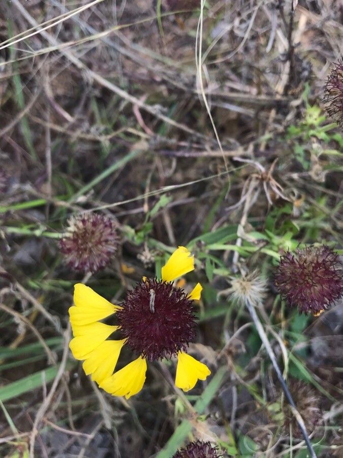 Gaillardia aestivalis flower