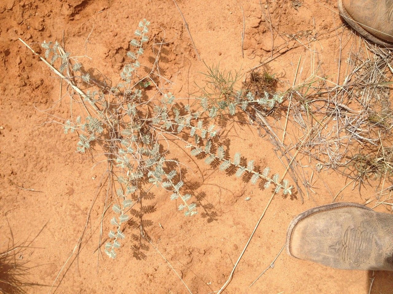 Dalea lanata habit