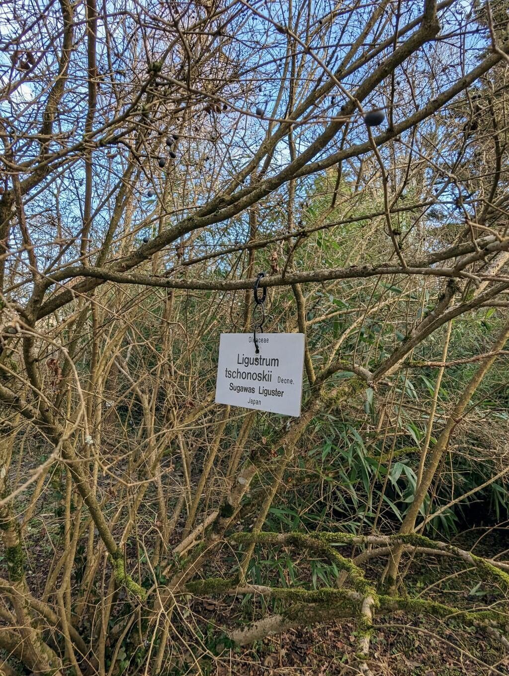 Ligustrum tschonoskii bark