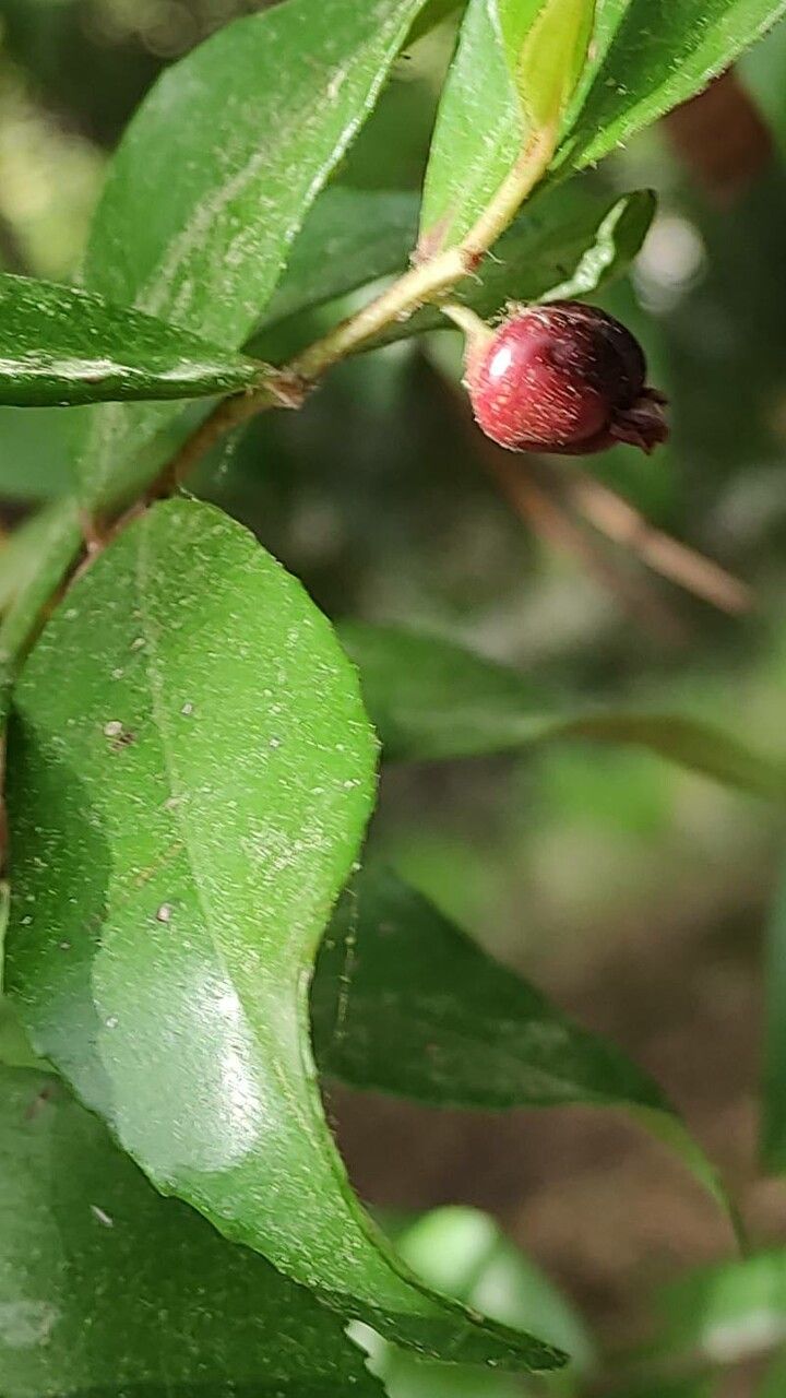 Sideroxylon lycioides fruit