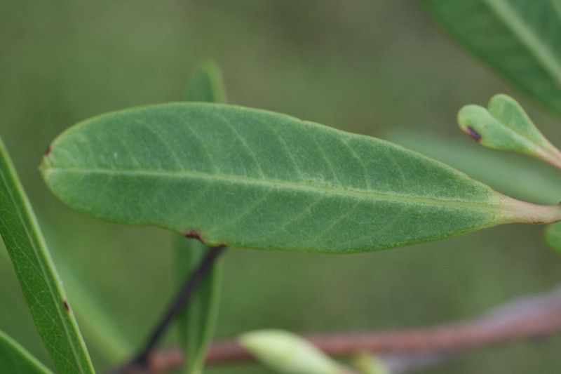 Rhabdadenia biflora — search result for 'Ecuador'