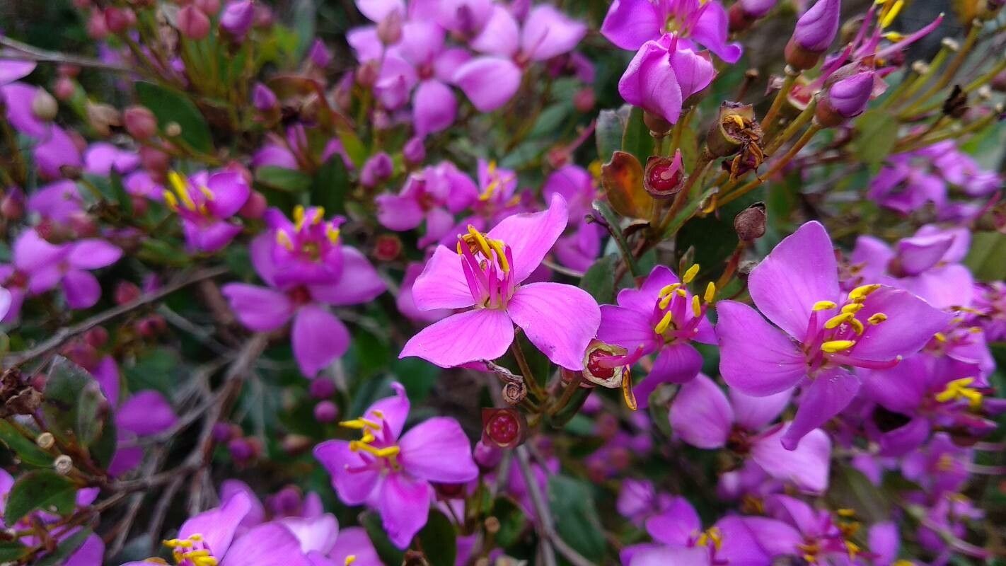Bucquetia glutinosa flower