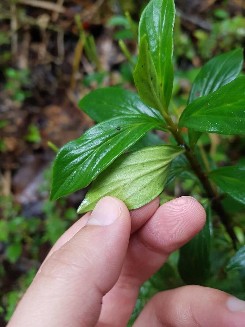 Peperomia saligna leaf