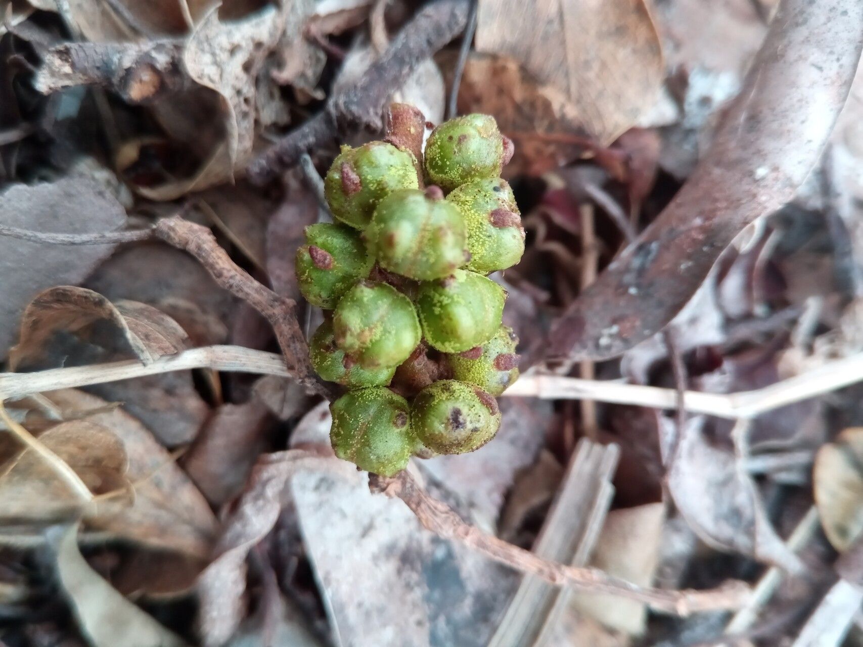 Macaranga obovata fruit