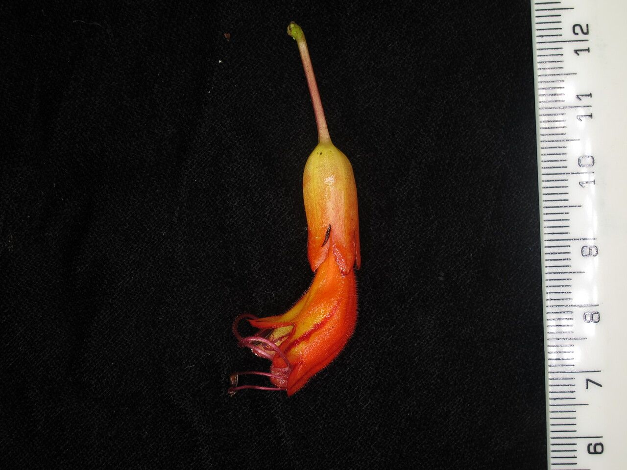 Aeschynanthus hookeri flower