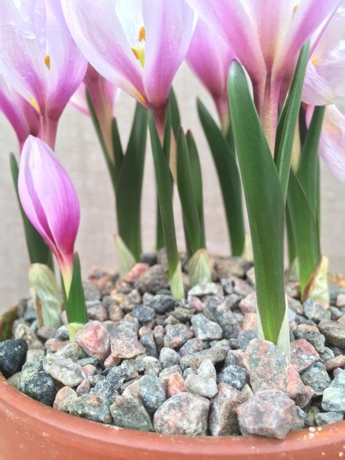 Colchicum szovitsii — search result for 'Jordan'