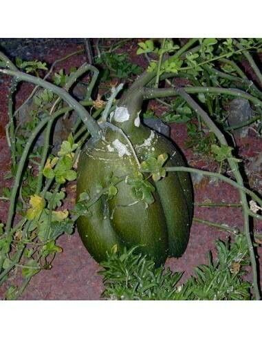 Adenia venenata — houseplant care guide