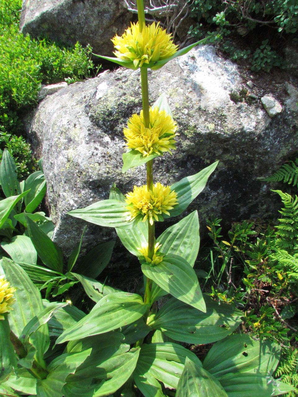 Gentiana × marcailhouana habit